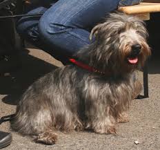 The Irish Glen Imaal Terrier